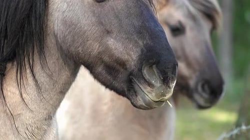 Gray Horse Opens Mouth in Rural Setting