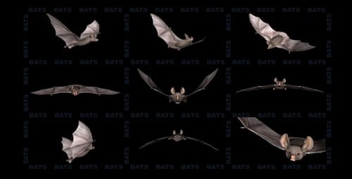 Bats - Project Kit (9 Loops)