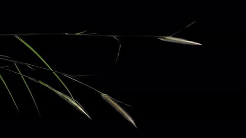 Ground Plant with Wind Effect Include ALPHA Channel