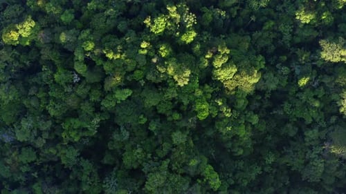 Luftaufnahme eines tropischen Waldes von oben: Der Amazonaswald von oben gesehen