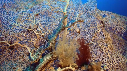 Vibrant Coral Reef Ecosystem Underwater