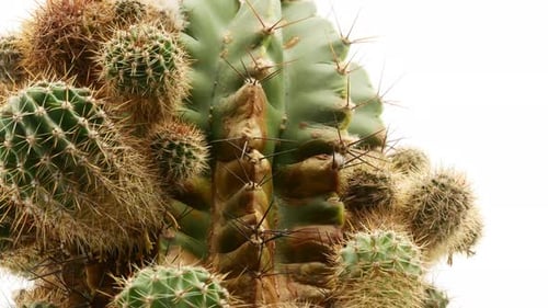 Cactus on Isolated White Background