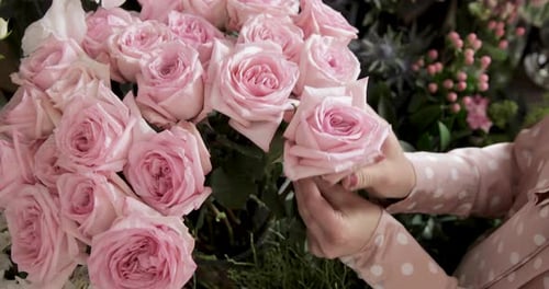 Florist Choosing, Enjoying, Adjusting Pink Rose Flowers. Close Up.