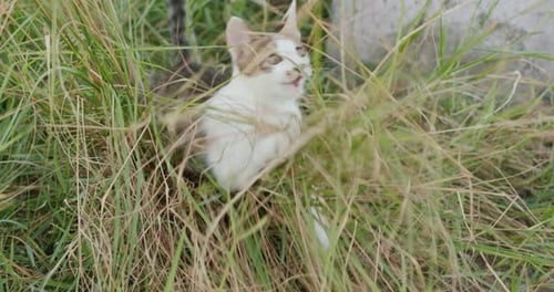 Cat drink of the milk in the park