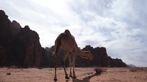 Camel Walks in the Desert and Eats Grass
