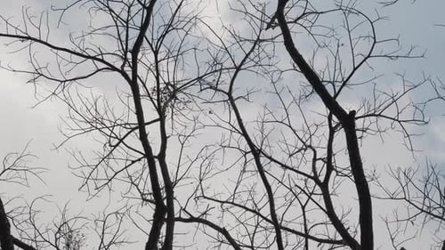 View of dry tree branch without leaves against a blue autumn sky background.