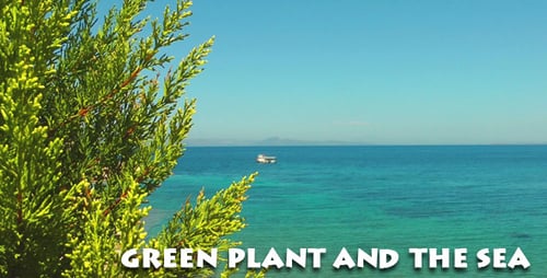 Grüne Pflanze und das Meer