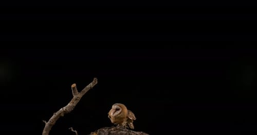 Barn Owl, tyto alba, Adult in flight, Normandy, Slow Motion 4K