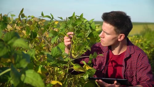 Farmer Inspecting Crops with Tablet in Field