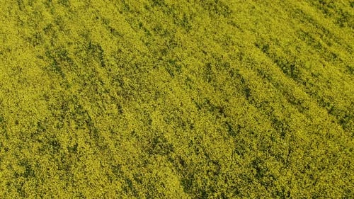 Flying Over a Large Field of Yellow Flowers