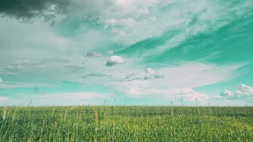 Toned Sky Light Blue Aquamarine Above Countryside Rural Field Landscape With Young Green Wheat