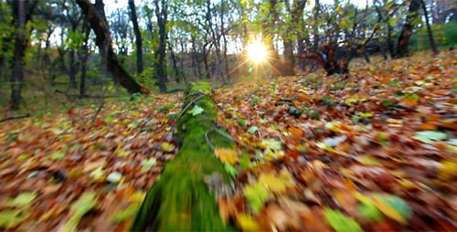 Forest Floor Covered in Autumn Leaves at Sunrise