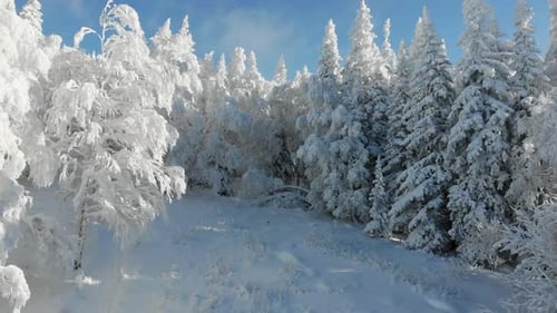 Aerial View of Frozen Forest with Snowcovered Trees on Mountain in Winter