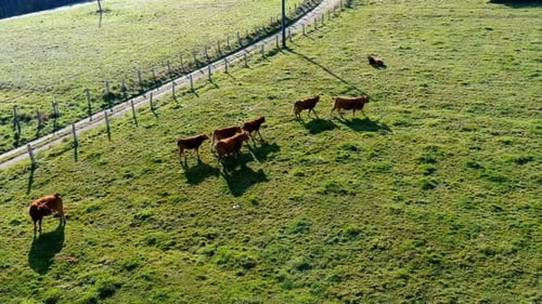 Bio-Rinder im Morgengrauen auf einer Graswiese mit einer unbefestigten Straße, die mit einem Zaun geschützt Drohnen-Shop