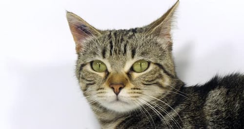 Brown Tabby Domestic Cat, Portrait of A Pussy On White Background, Slow Motion 4K