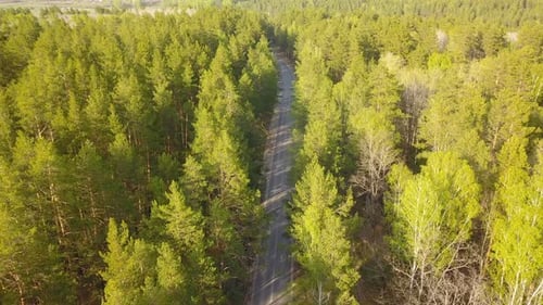 Car On A Summer Forest Road