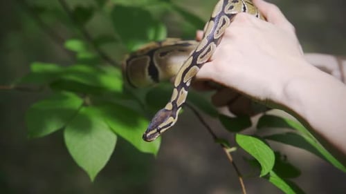 Boa Constrictor in Händen auf dem Hintergrund einer grünen Pflanze Nahaufnahme