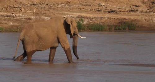 African Elephant, loxodonta africana, Female crossing River, Samburu Park in Kenya, Real Time 4K