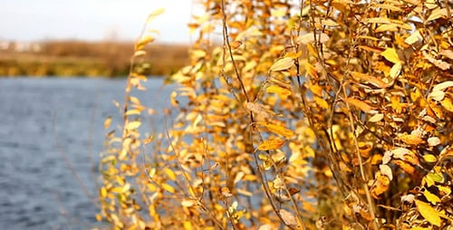 Autumn Yellow Faded Leaves And Lake