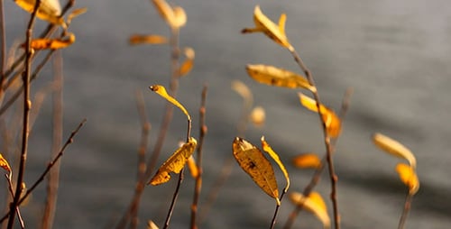 Autumn Yellow Faded Leaves And Lake 3
