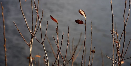 Dry Tree Branches And Lake