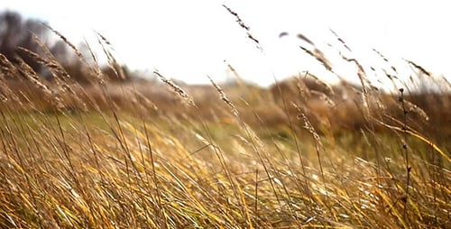Golden Grass Field Swaying in Sunlight