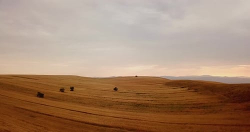Beautiful yellow color hills, wheat lands with alone trees in cloudy sky in sunset time afternoon in