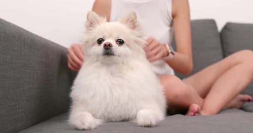 Woman Giving Head Massage to Pomeranian Dog on Couch