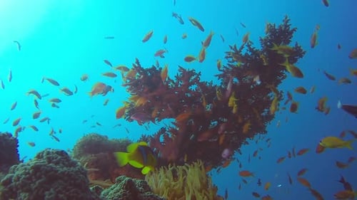 Colorful Reef and Clownfish