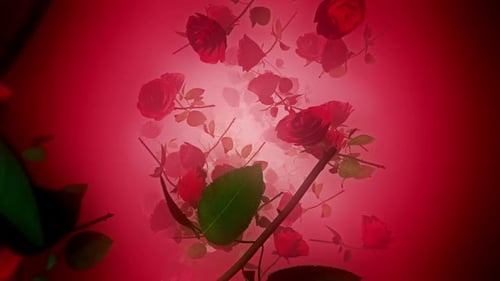 Rose 01 Hd