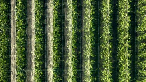 Cherry Plantation Covered With White Net