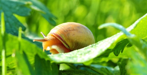 Snail Emerging on Green Leaf in Extreme Close-Up