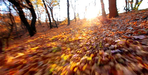 Autumn Leaves Through Forest, Sunny