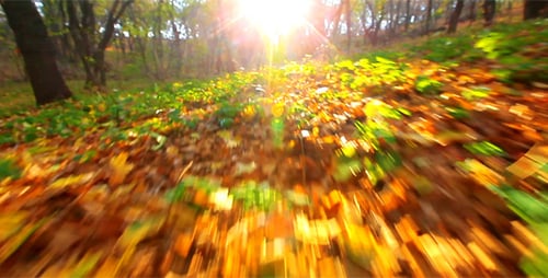 Tracking Shot Through Colorful Autumn Forest Floor
