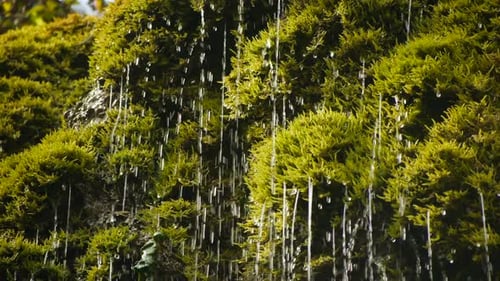 Ökologie, Natur, Umwelt, Hintergrund des Clean Spring Waterfall