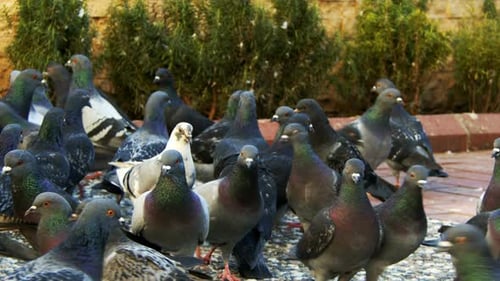 Tierische Vogeltauben 10