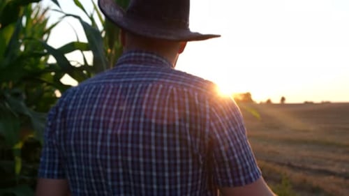 Village Worker Examines Corn Harvest at Sunset