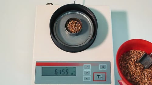 Weighing Grains on Scales in Workplace