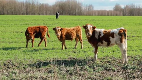 Calves Cows Grazing On A Spring Green Pasture