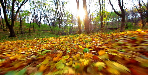 Autumnal Leaves on Forest Floor in Golden Sunlight