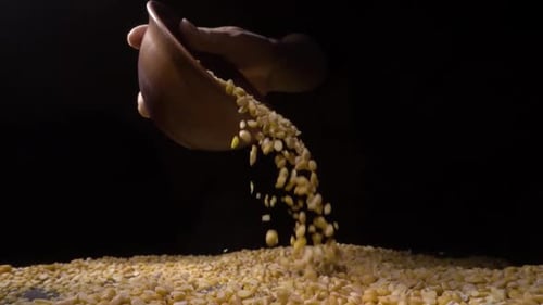 Hand Pours Yellow Split Peas From Bowl