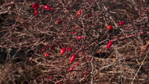 Rosehip on a Branch in Late Autumn