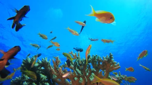 Marine Coral Colorful Garden