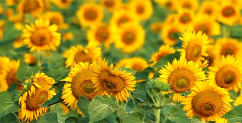 Bright Yellow Sunflowers Blooming in Summer Field