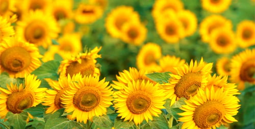 Sunflowers