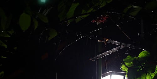 Raindrops on Tropical Leaves at Night