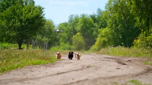 Dachshunds Running on Path Followed by Drone