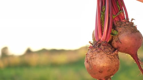Récolte de betteraves d'automne dans le jardin