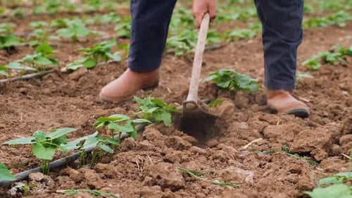 Green Bean Hoe in Greenhouse