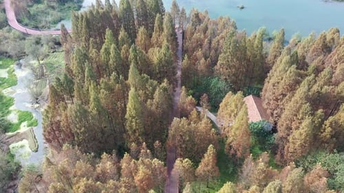 Autumn forest